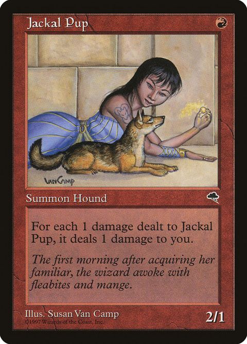 Jackal Pup (183)